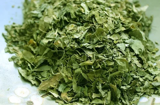moringa